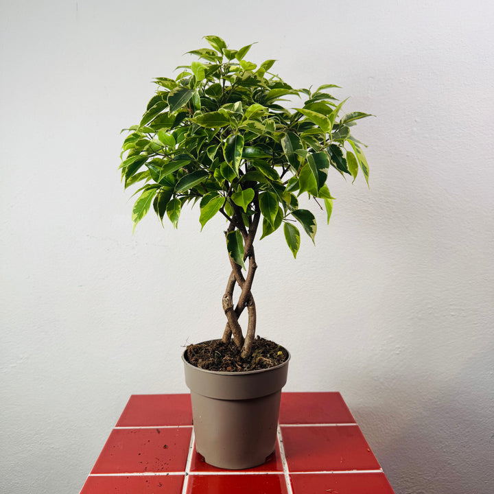 Ficus benjamina 'Bushy King'