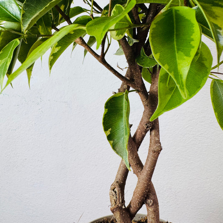 Ficus benjamina 'Bushy King'