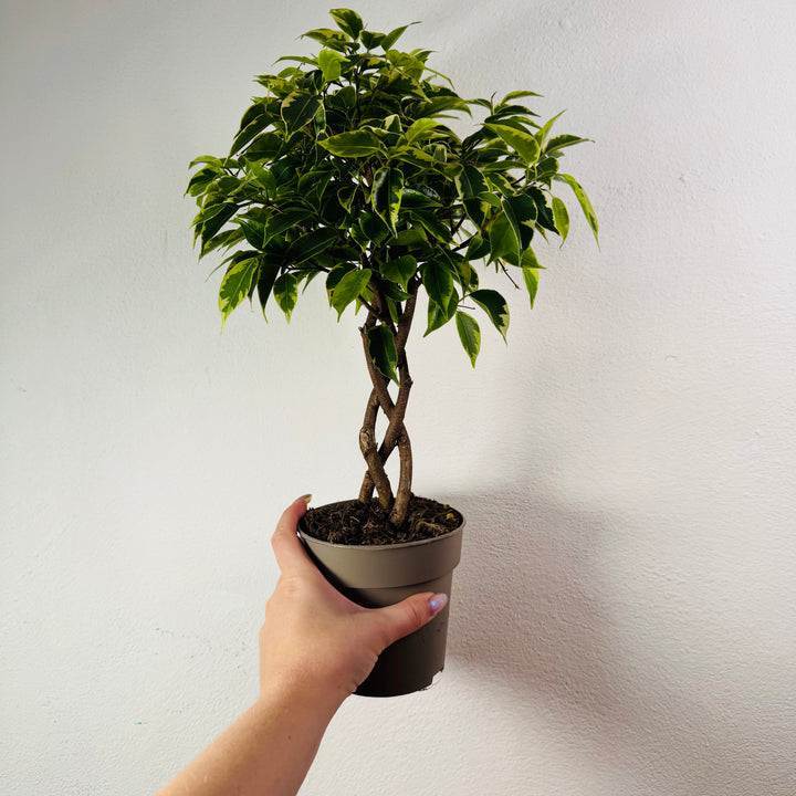 Ficus benjamina 'Bushy King'