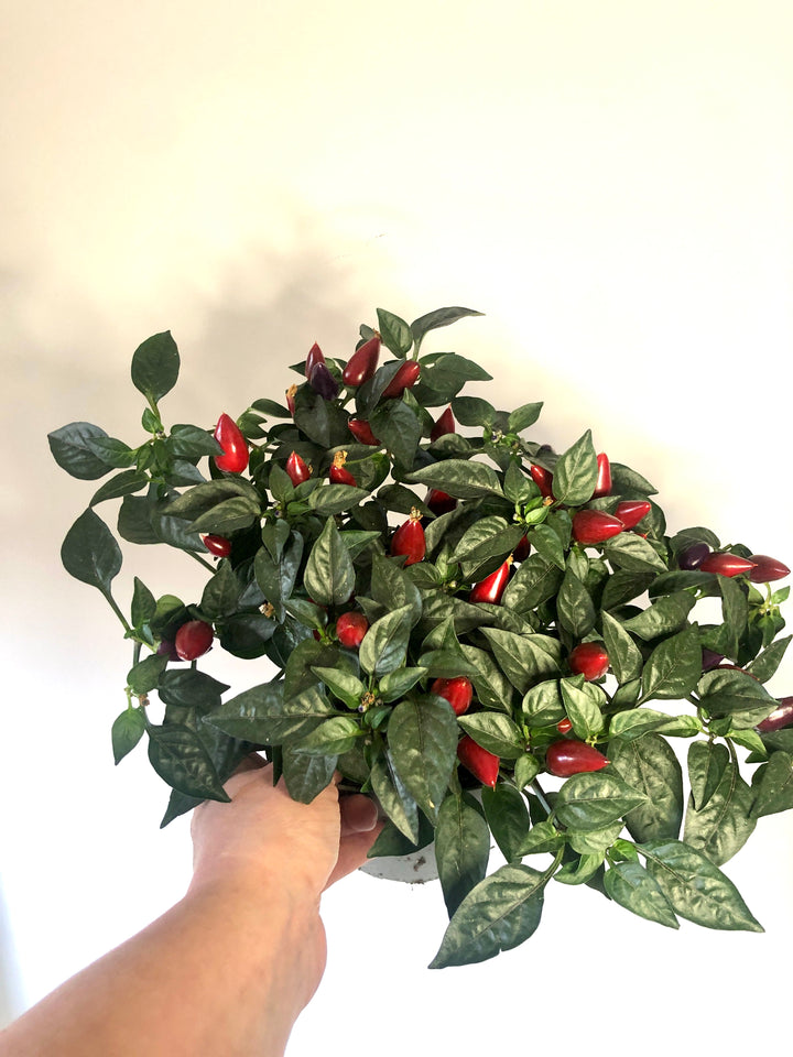 Capsicum An Purple - Chili pepper plant