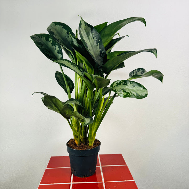 Aglaonema ‘Jubilee’ – Chinese Evergreen