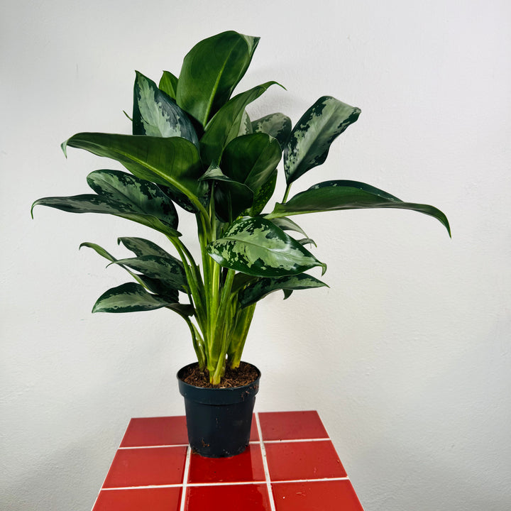 Aglaonema ‘Jubilee’ – Chinese Evergreen