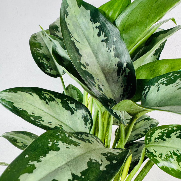 Aglaonema ‘Jubilee’ – Chinese Evergreen
