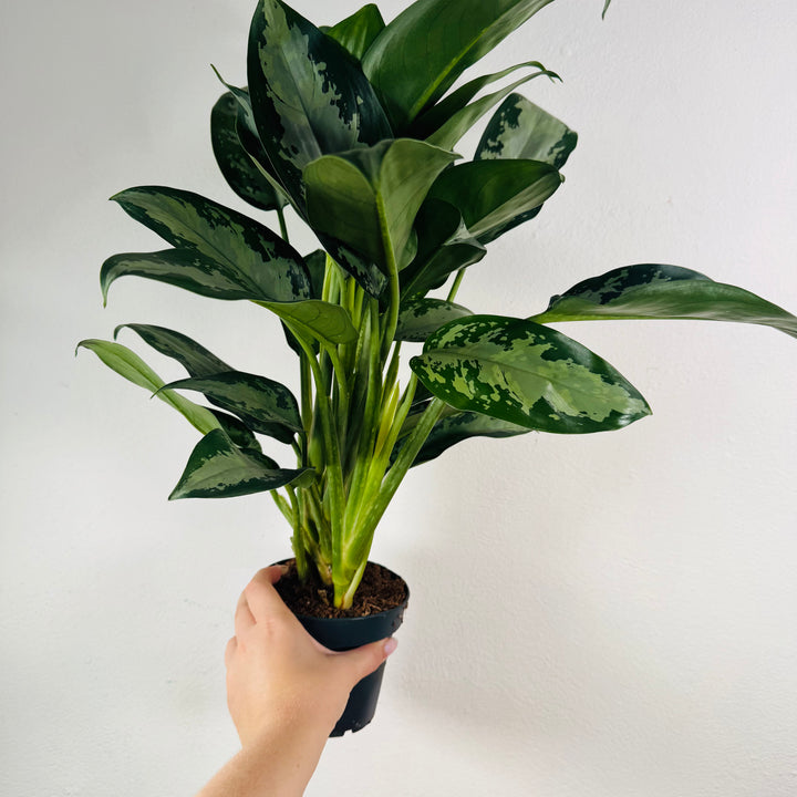Aglaonema ‘Jubilee’ – Chinese Evergreen