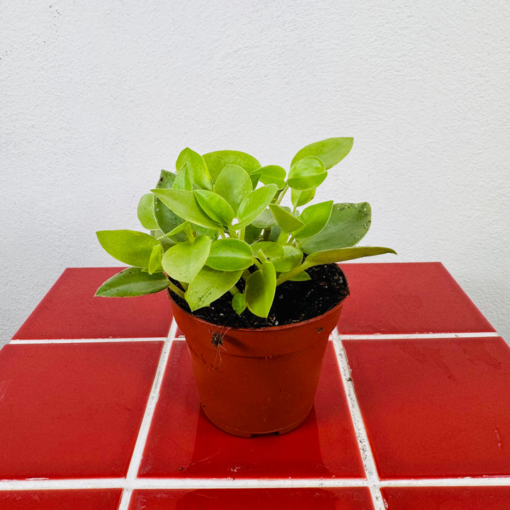Peperomia ‘Pixie Variegata’