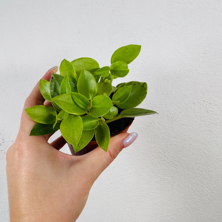Peperomia ‘Pixie Variegata’