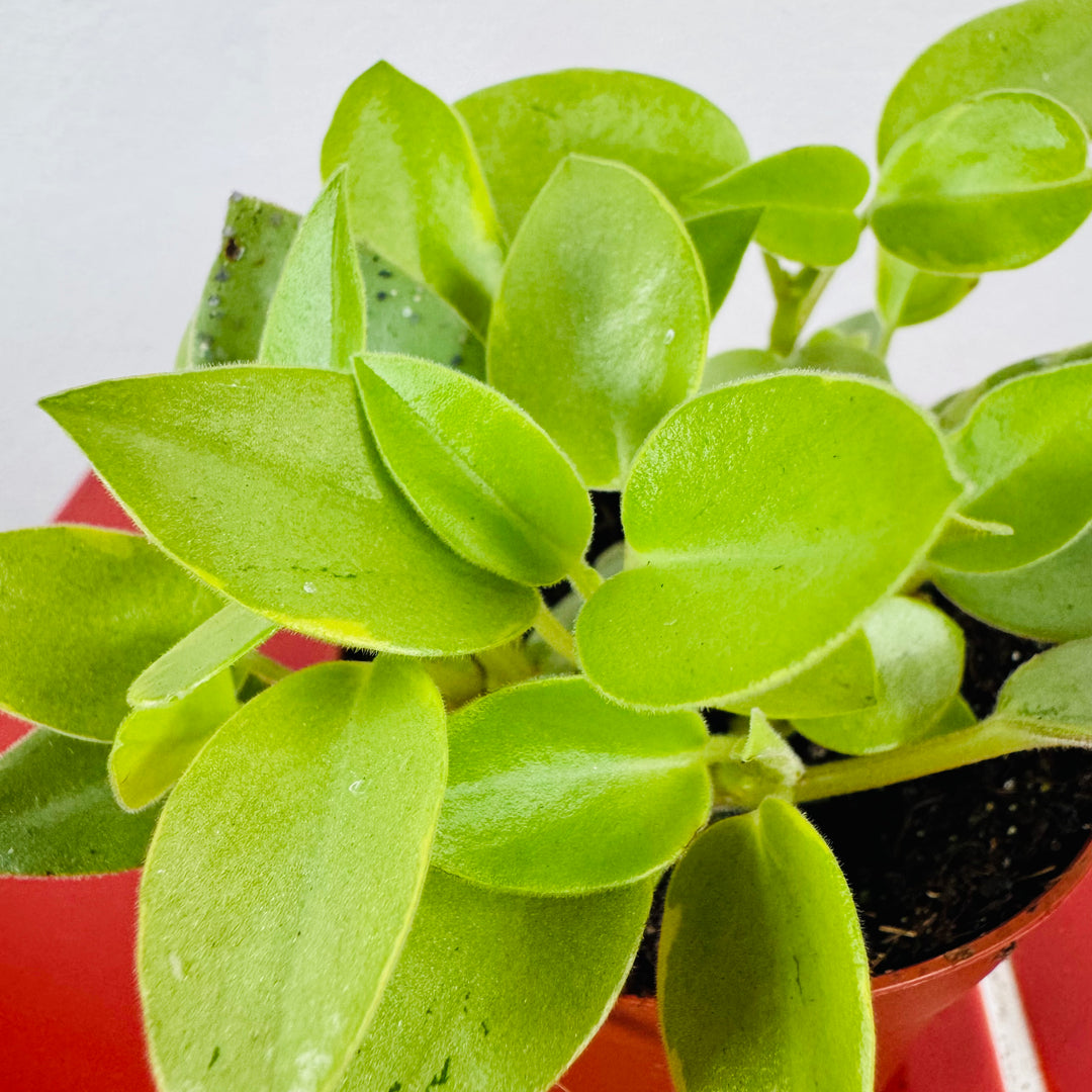 Peperomia ‘Pixie Variegata’