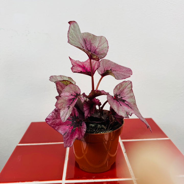 Begonia Beleaf ‘Evening Glow’
