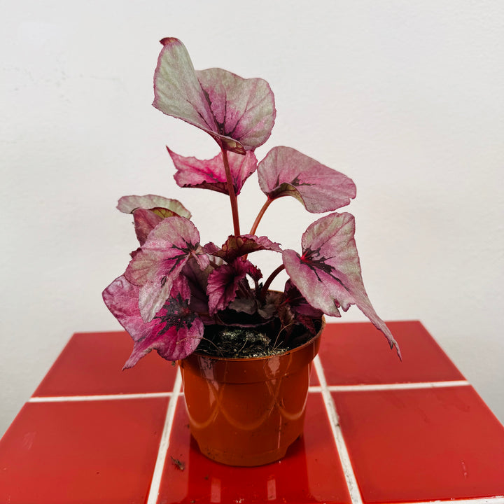 Begonia Beleaf ‘Evening Glow’
