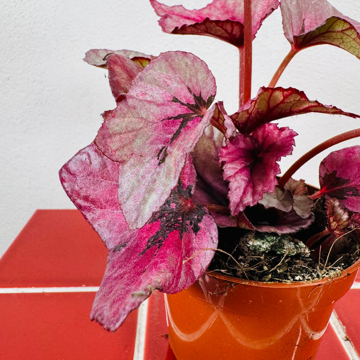 Begonia Beleaf ‘Evening Glow’
