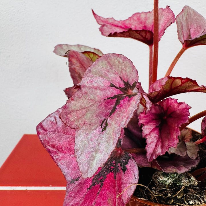 Begonia Beleaf ‘Evening Glow’