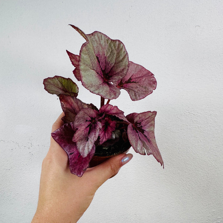 Begonia Beleaf ‘Evening Glow’