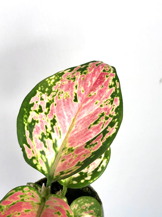 Aglaonema Red Zirkon