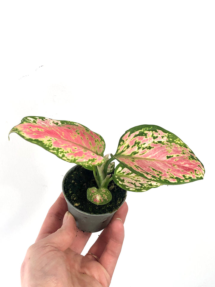 Aglaonema Red Zirkon