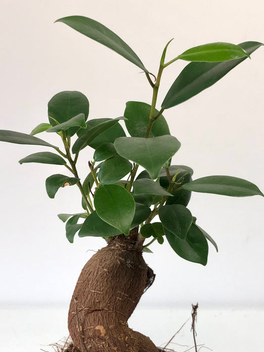 Ficus Retusa, Ficus Ginseng Bonsai