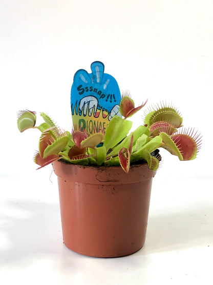 Dionaea Muscipula - Venus Fly Trap