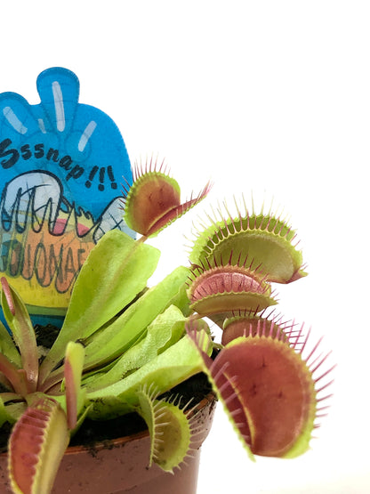 Dionaea Muscipula - Venus Fly Trap