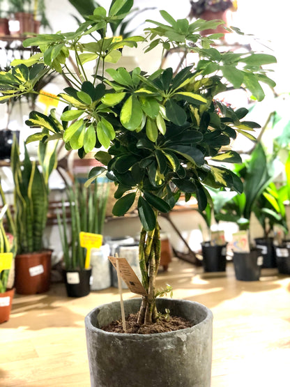 Schefflera 'Gold Capella' - umbrella tree