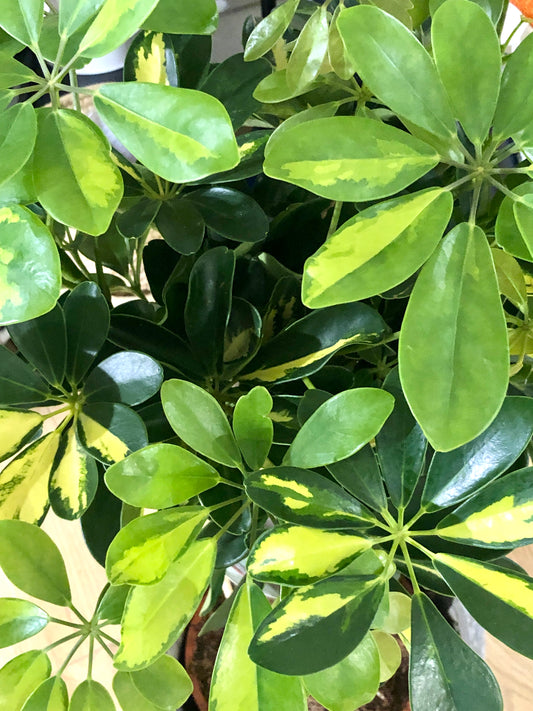 Schefflera 'Gold Capella' - umbrella tree