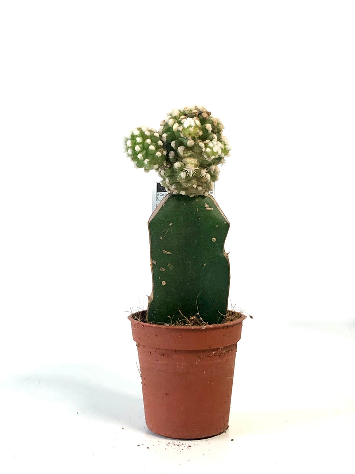 Gymnocalycium Graft mix - moon cactus