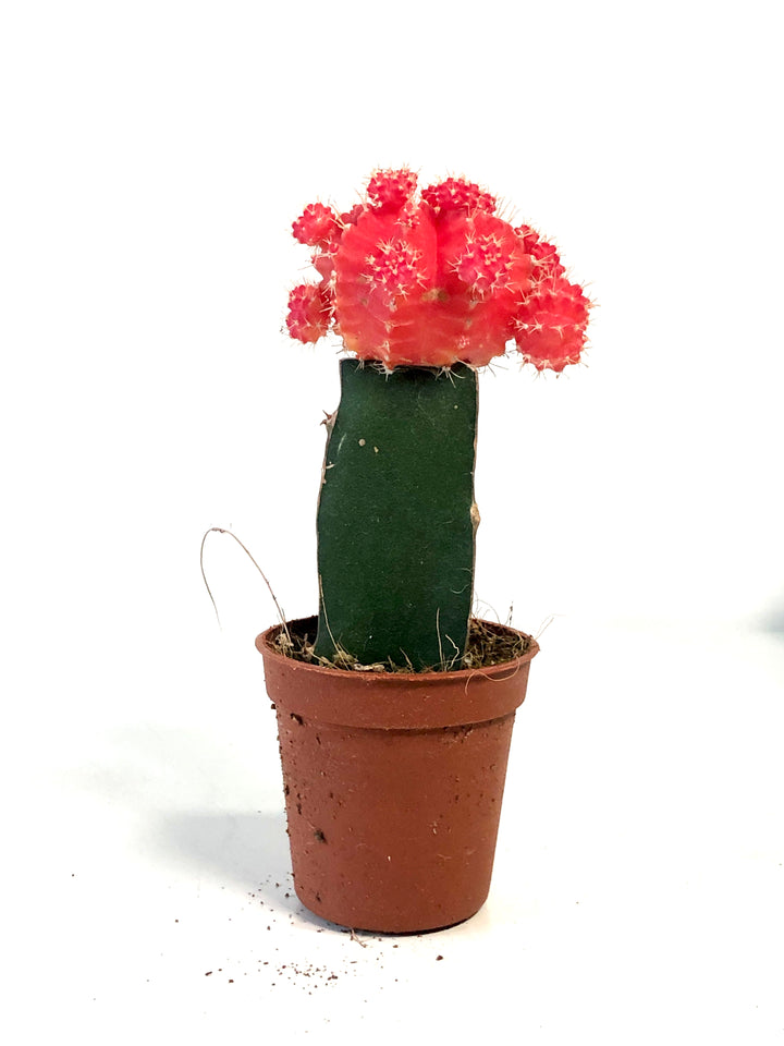 Gymnocalycium Graft mix - moon cactus