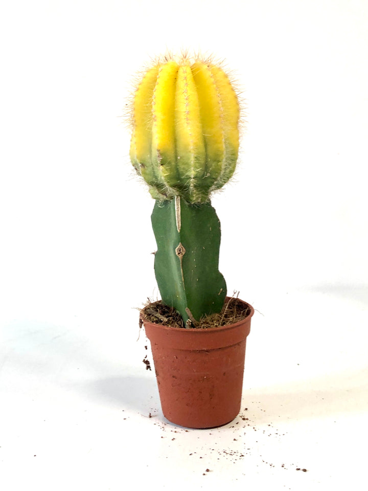 Gymnocalycium Graft mix - moon cactus