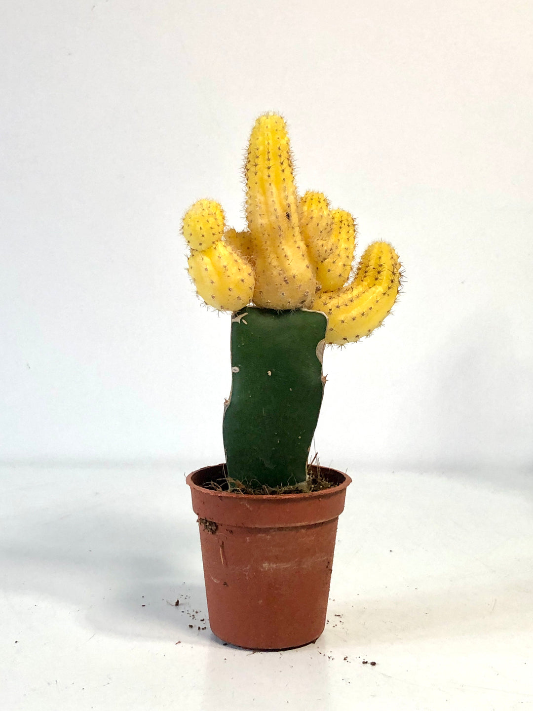 Gymnocalycium Graft mix - moon cactus