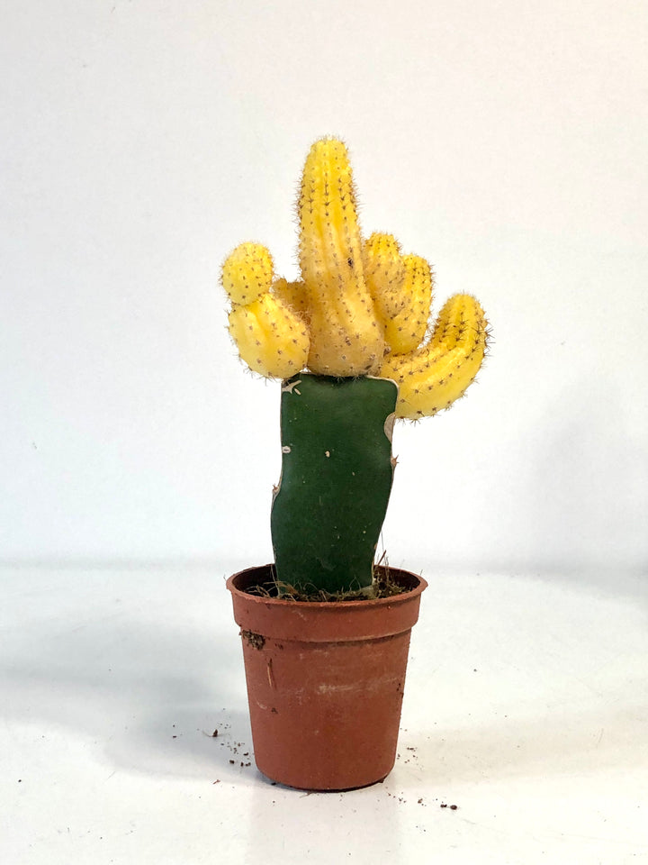 Gymnocalycium Graft mix - moon cactus