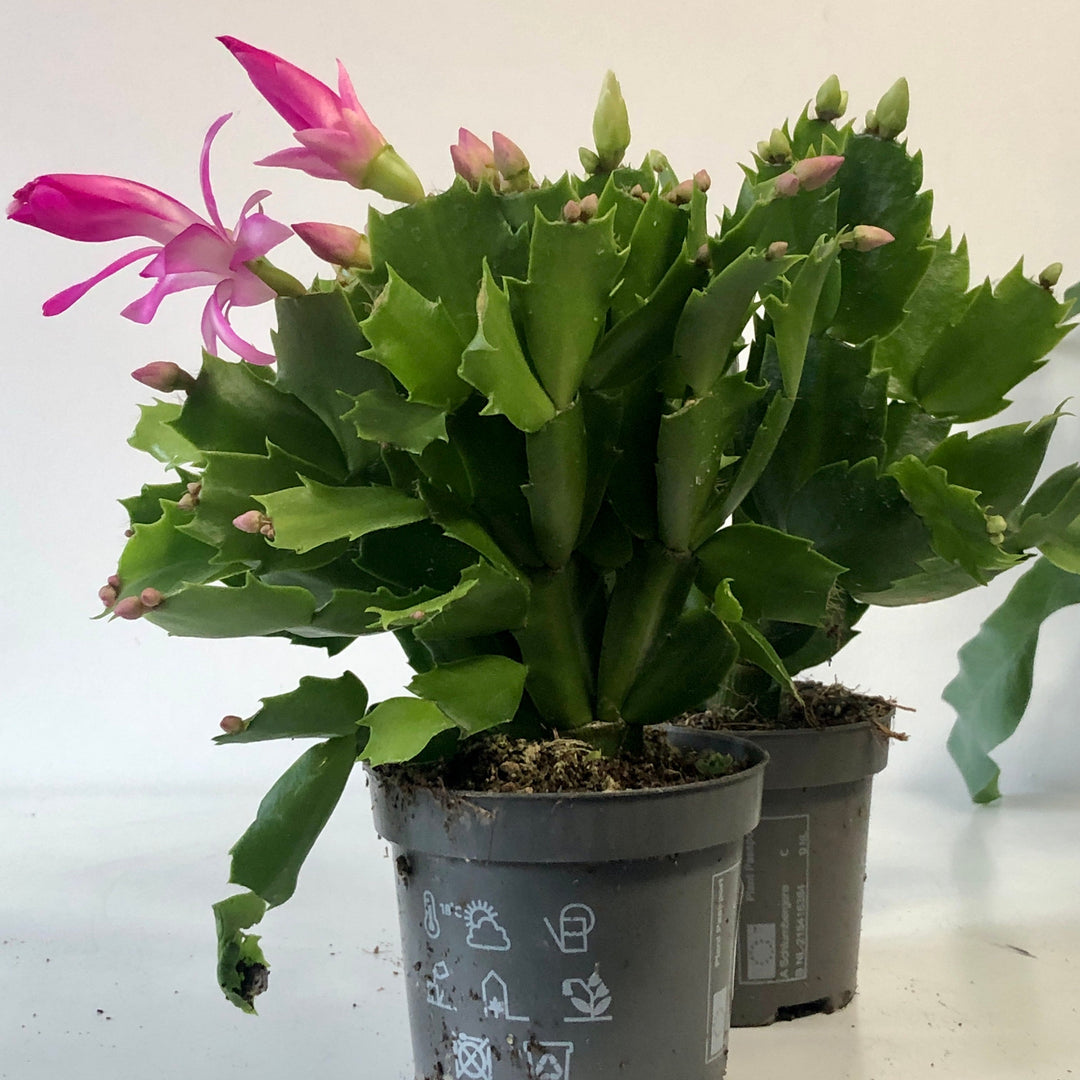 schlumbergera christmas cactus succulent indoor houseplant Schlumbergera Orange – Holiday Cactus