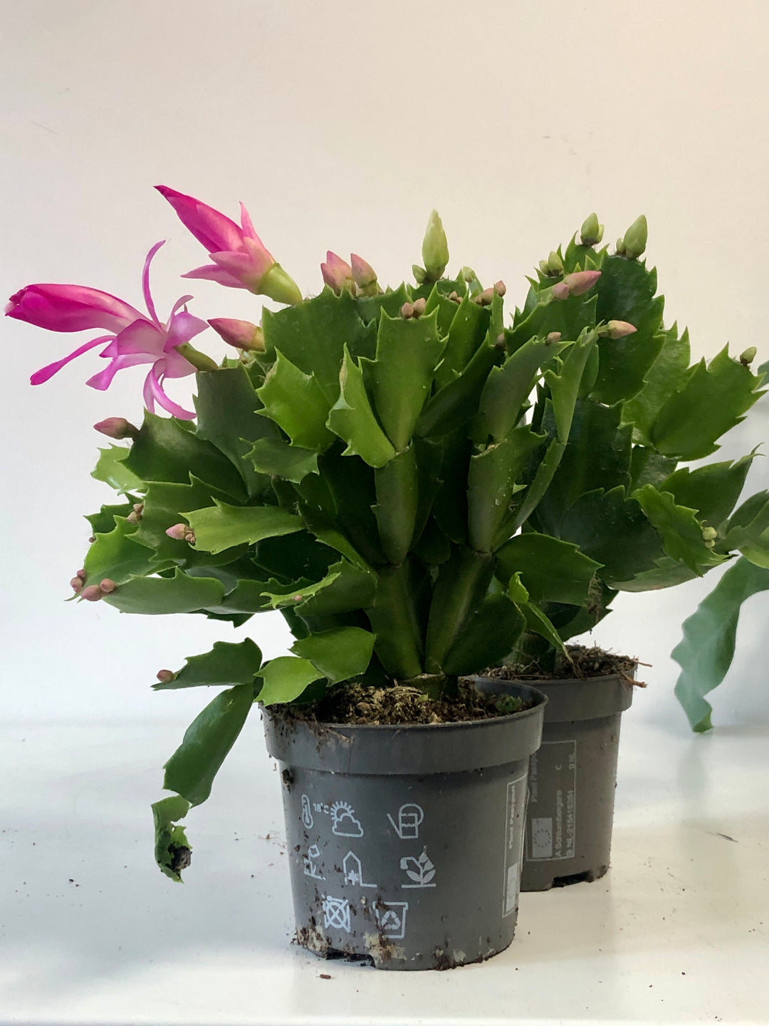 Schlumbergera Mix -Christmas/easter/holiday cactus/