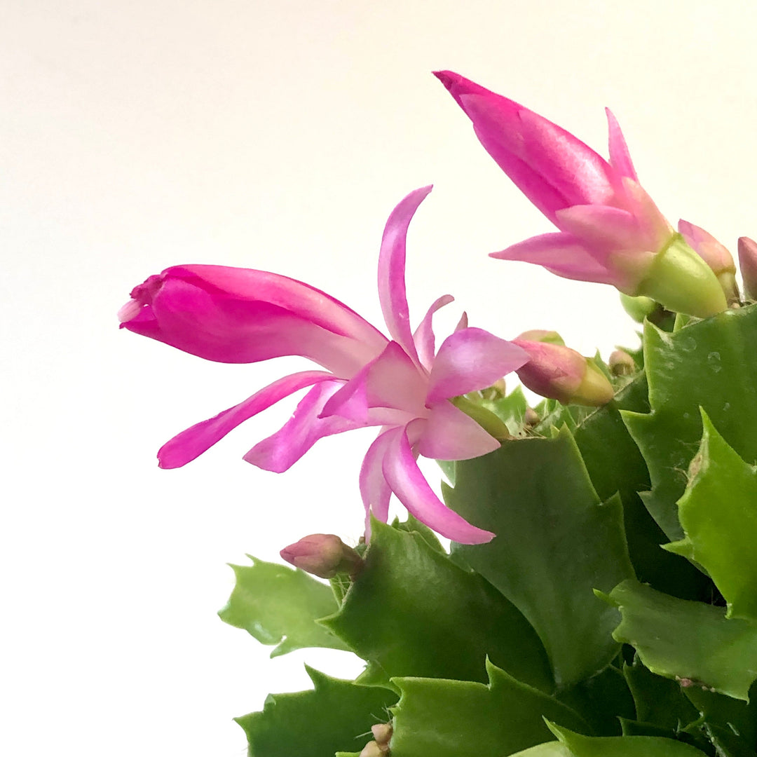 christmas flowering indoor plants Schlumbergera Orange – Holiday Cactus