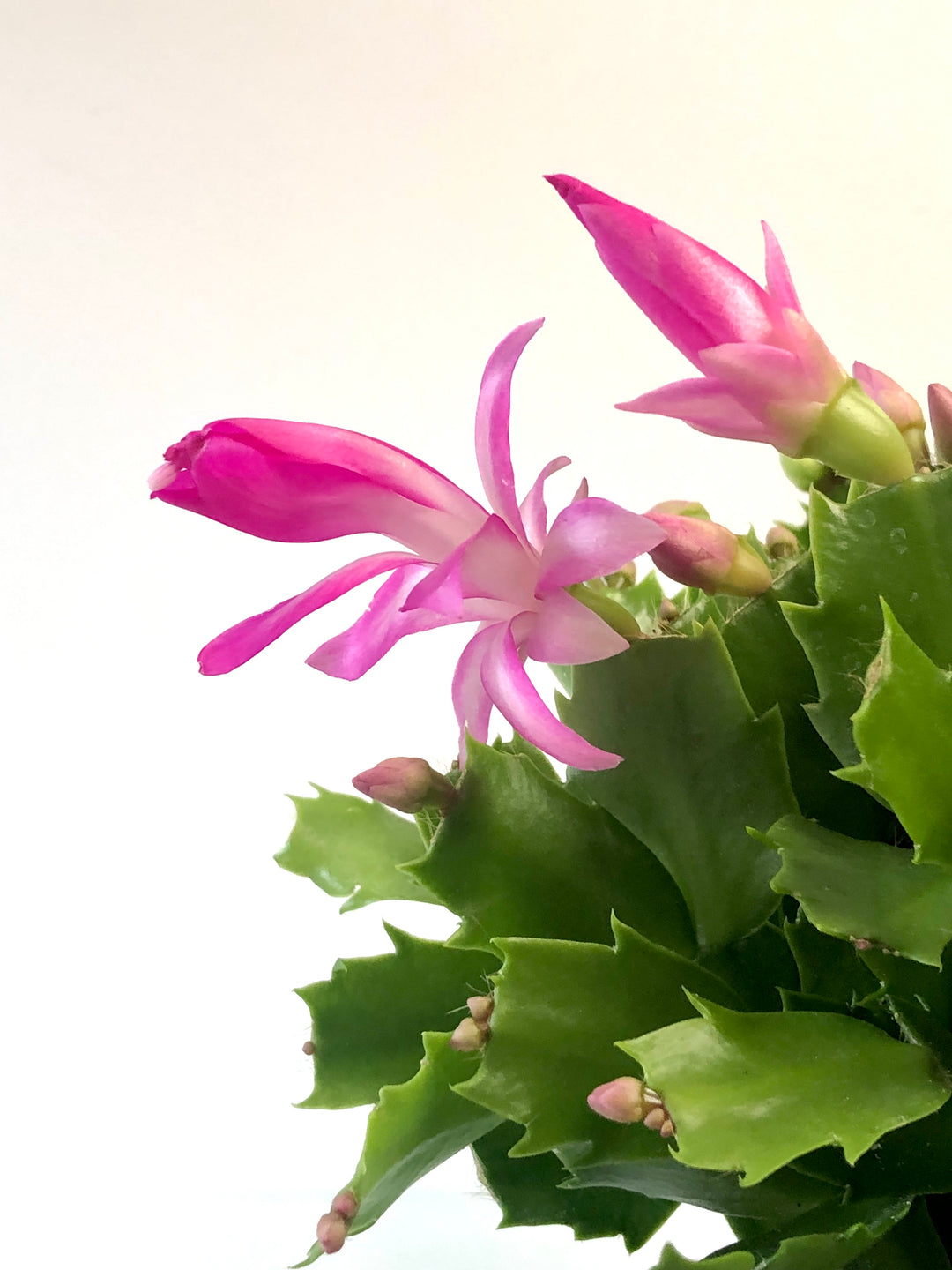 Schlumbergera Mix -Christmas/easter/holiday cactus/
