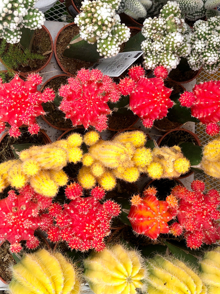 Gymnocalycium Graft mix - moon cactus