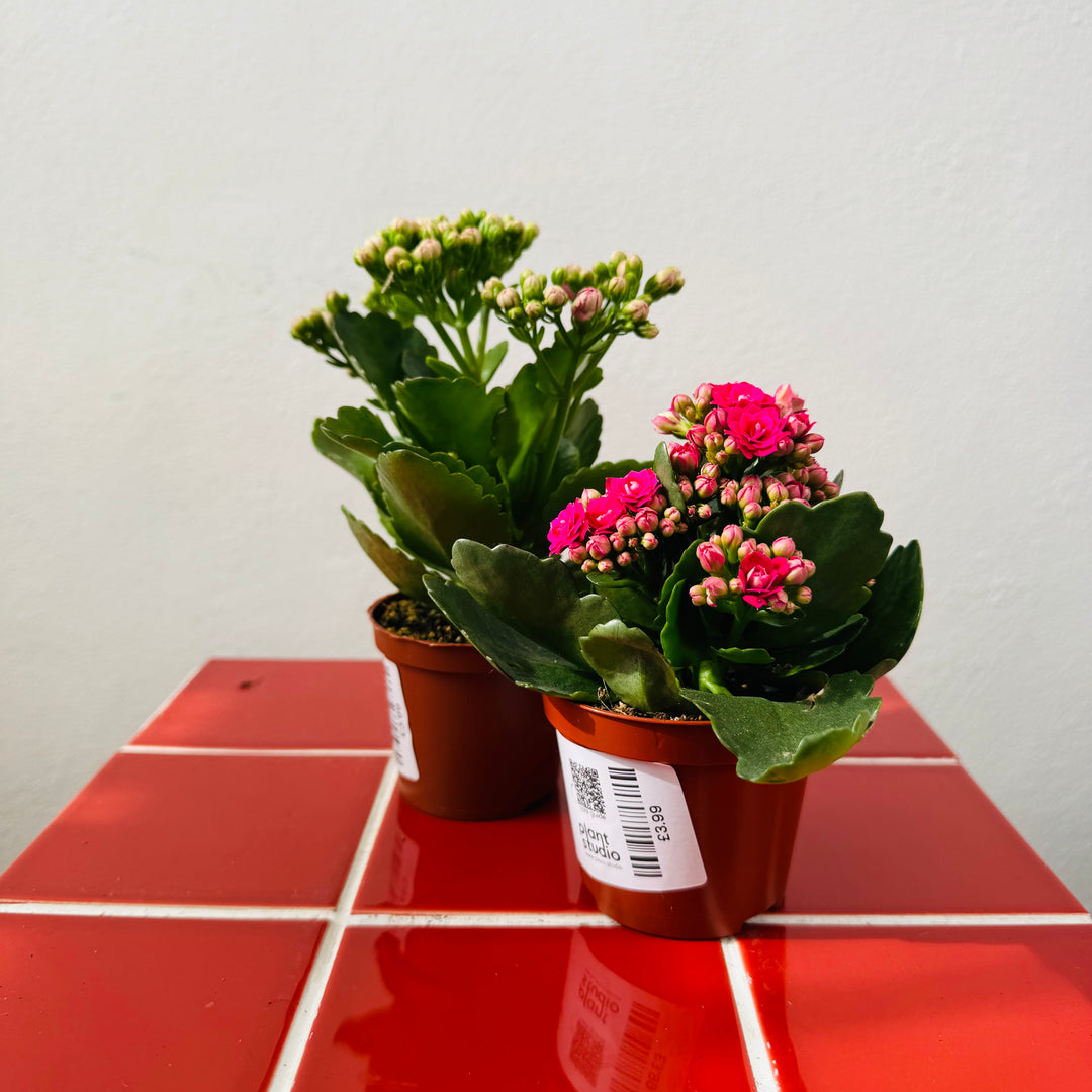 Kalanchoe Rosalina Mix- lucky dip