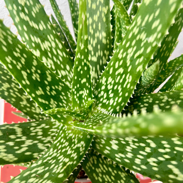 Aloe 'Medivera' Variagata