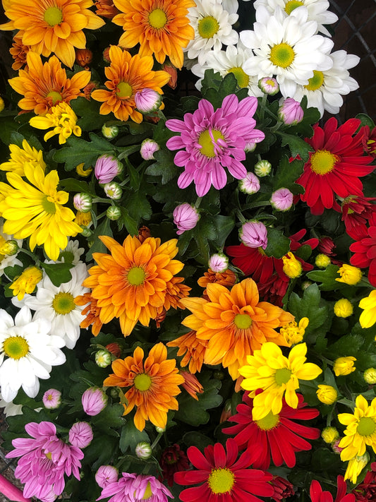 Chrysanthemum - pot mums