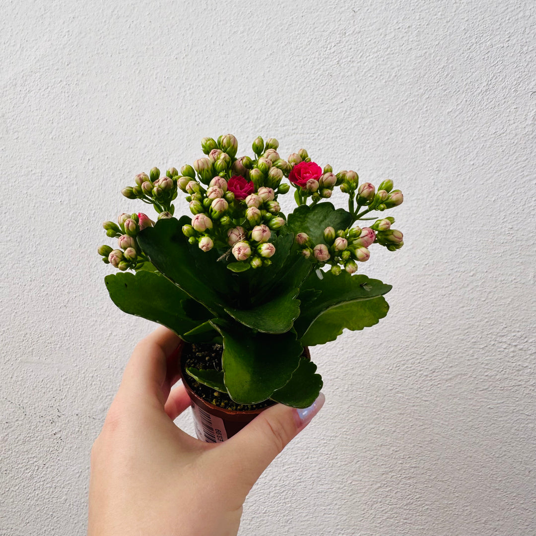Kalanchoe Rosalina Mix- lucky dip