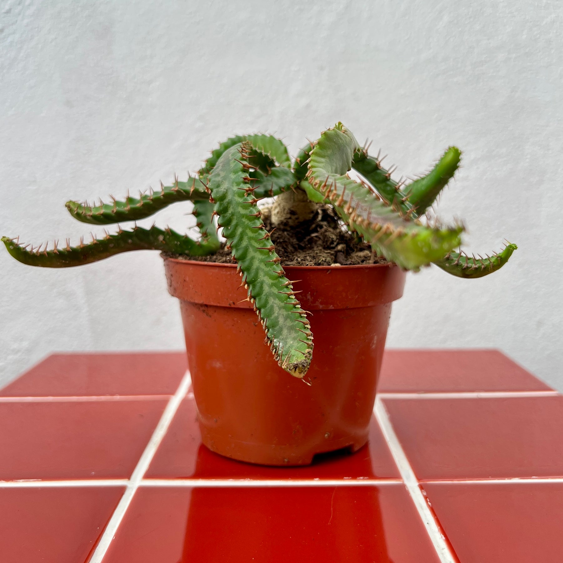 caudex succulents Euphorbia stellata – Rare Succulent with Twisted Caudex