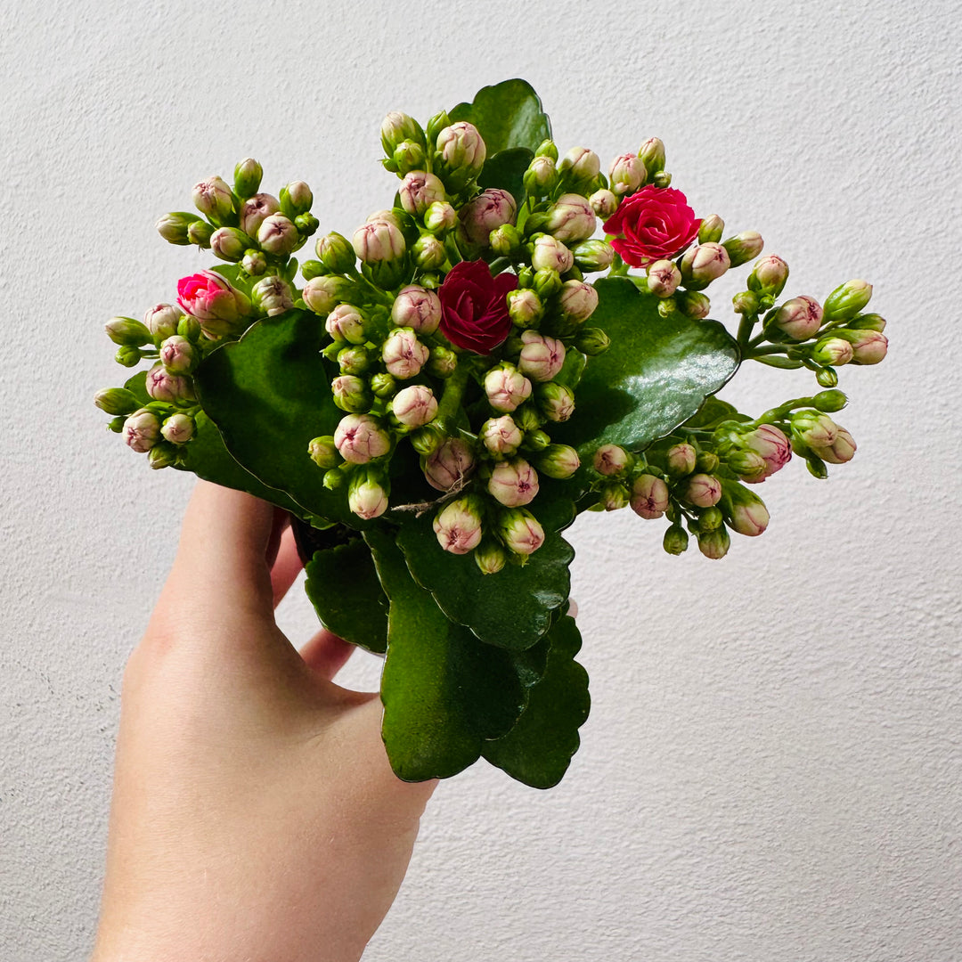 Kalanchoe Rosalina Mix- lucky dip
