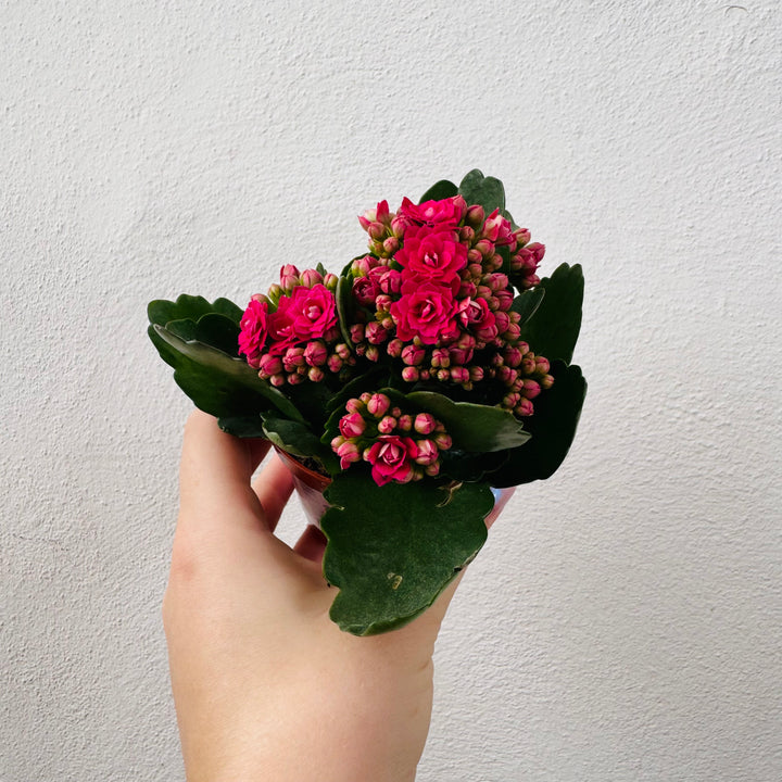 Kalanchoe Rosalina Mix- lucky dip
