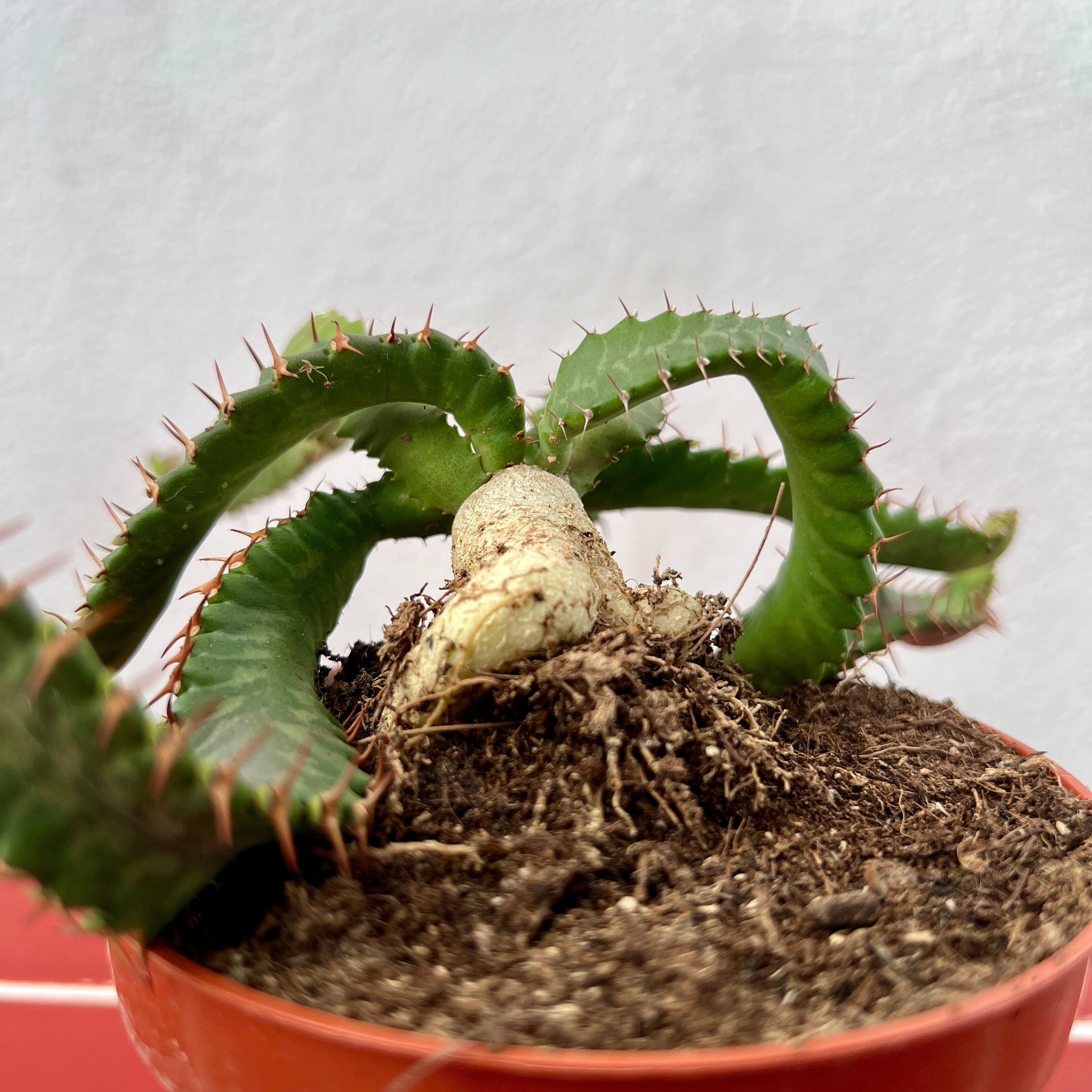 Euphorbia stellata 塊根植物 Euphorbia stellata – Rare Succulent with Twisted Caudex | Plant Studio