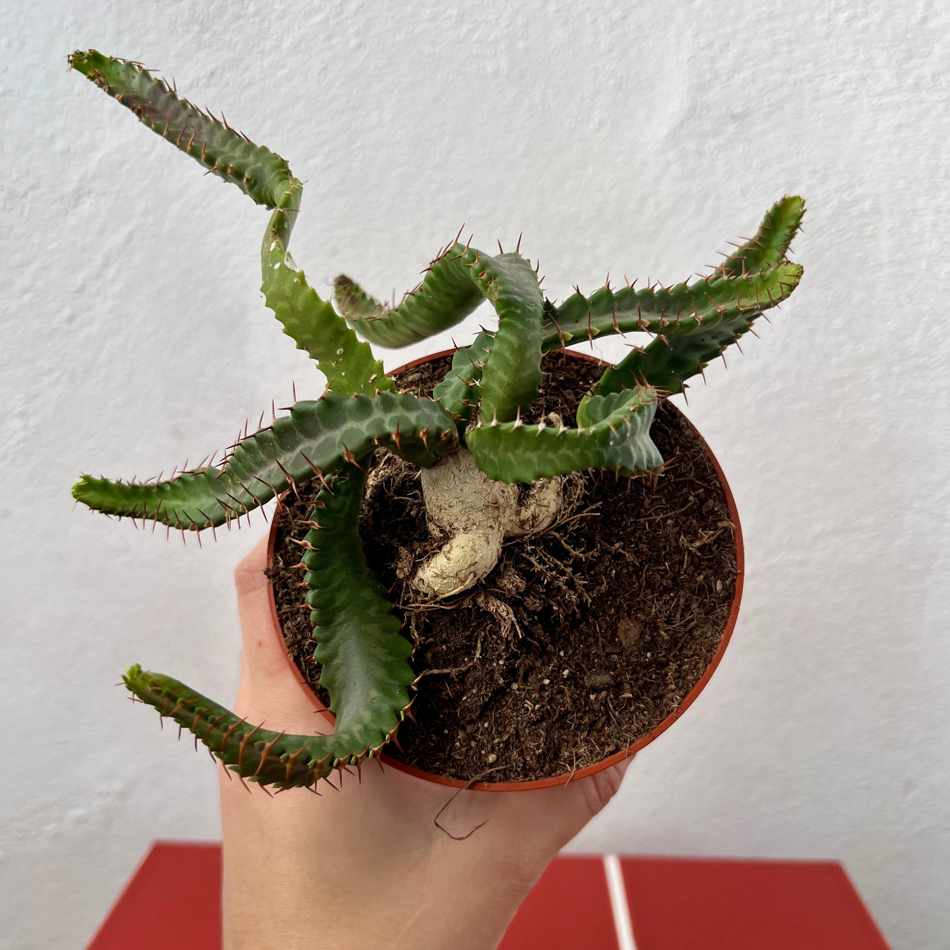 Euphorbia stellata – Rare Succulent with Twisted Caudex | Plant Studio