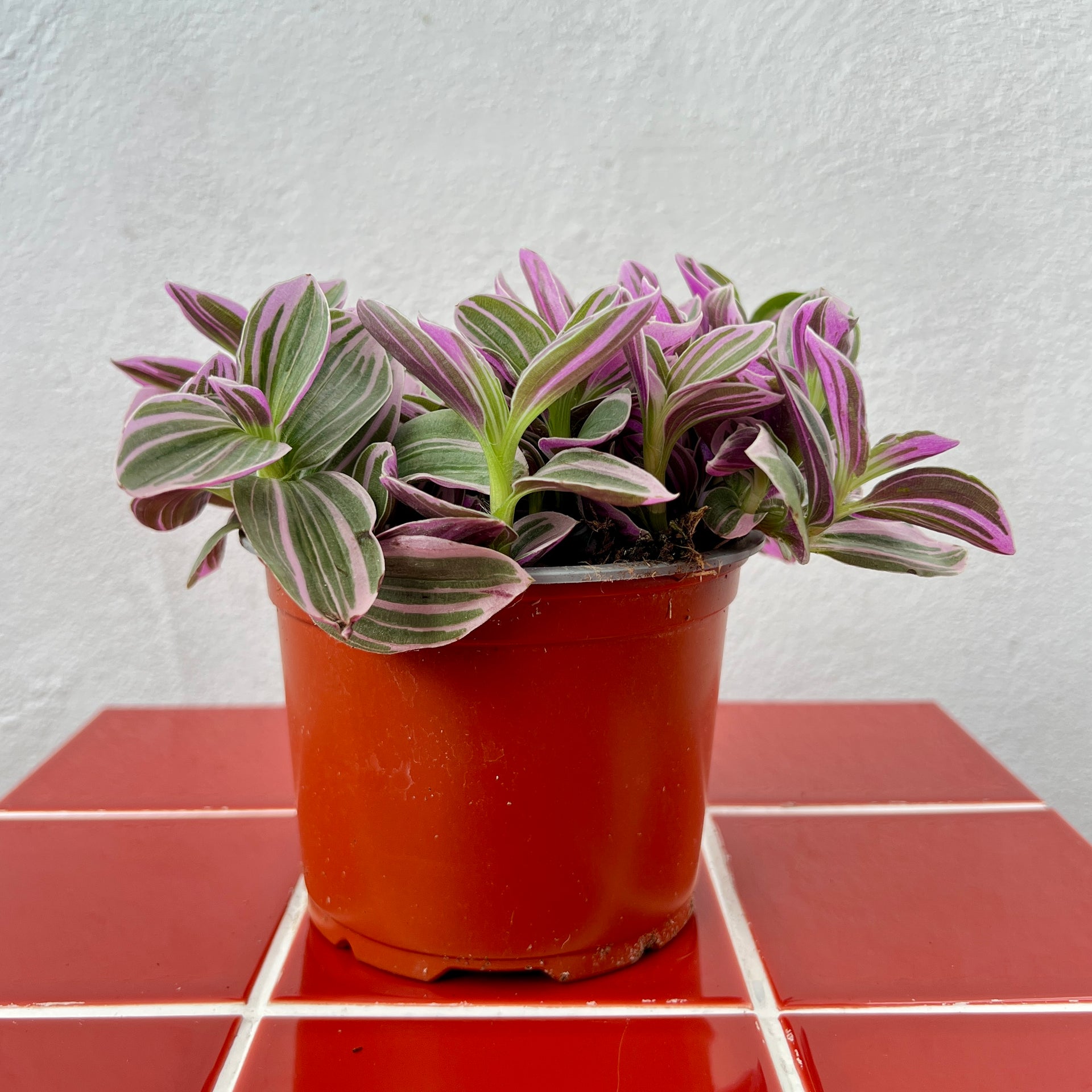 Tradescantia 'Sweetness' – Pink Variegated Trailing Houseplant