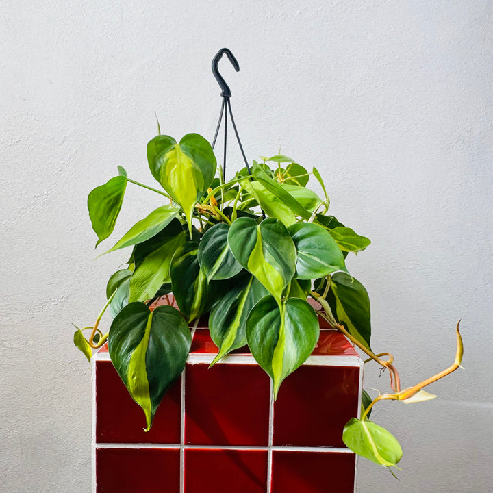 Philodendron Scandens Brasil - Heartleaf Philodendron Brasil