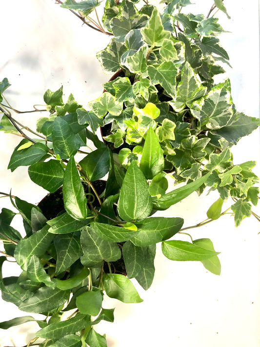 Hedera Mix - Ivy Mix