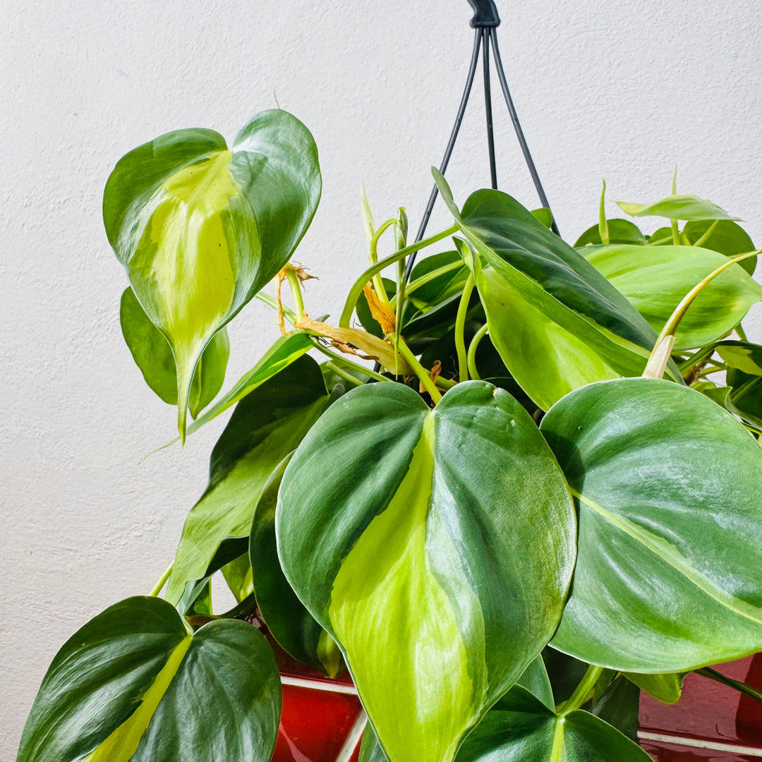 Philodendron Scandens Brasil - Heartleaf Philodendron Brasil