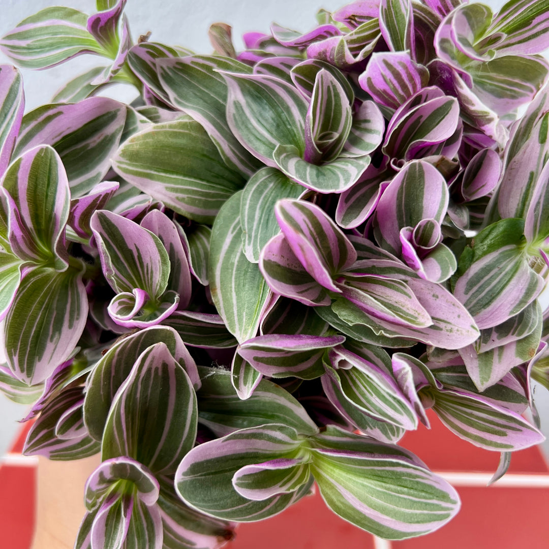 Tradescantia Sweetness