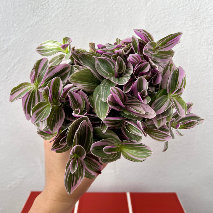 Tradescantia Sweetness