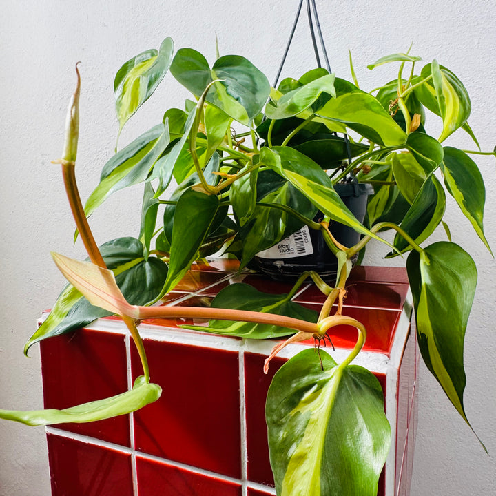 Philodendron Scandens Brasil - Heartleaf Philodendron Brasil