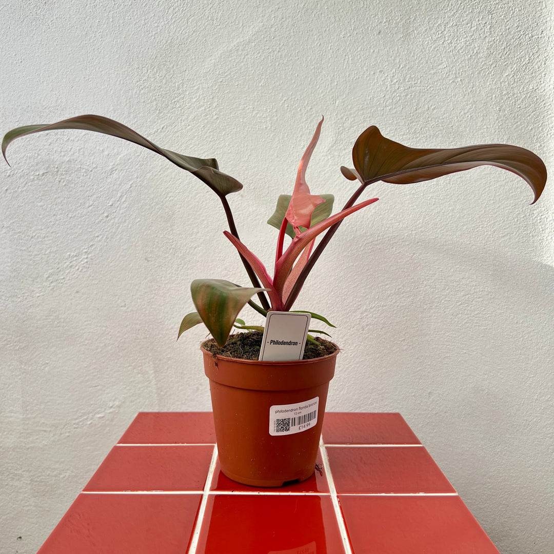Philodendron Florida Bronze